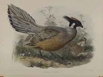 Pucrasia Darwini